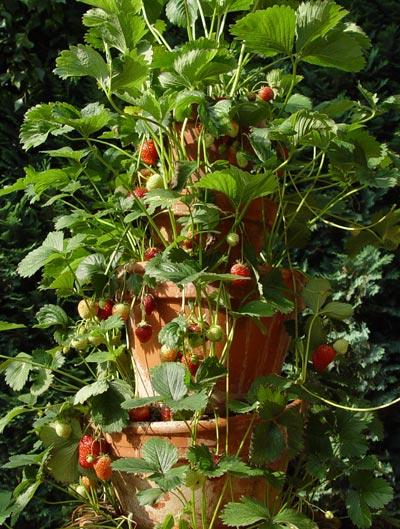 Вертикальная грядка для выращивания клубники