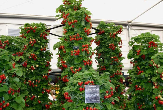 Выращиваем клубнику на вертикальный грядках - экономим место