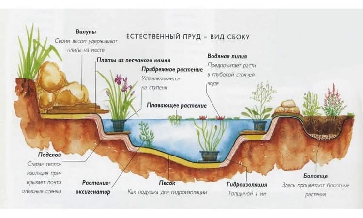 Какие растения посадить в пруду на даче
