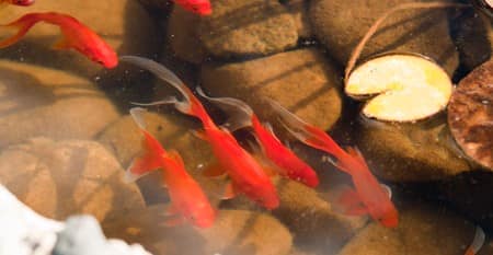 Живые рыбки в садовом пруду фото