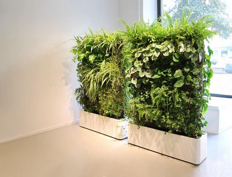 Зеленые комнатные растения в интерьере фото