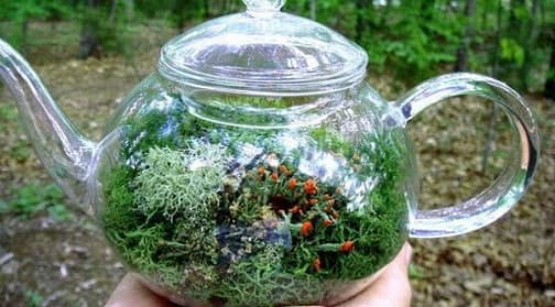 Миниатюрный сад - флорариум в чайнике