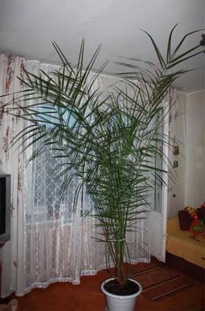Растение-солитер в интерьере квартиры