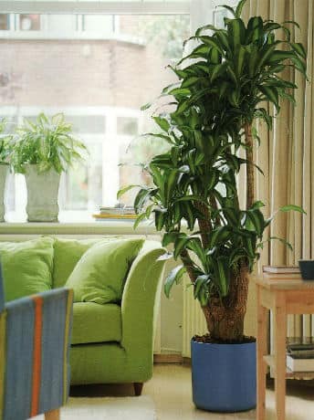 В интерьере квартиры растением-солитером чаще всего становятся пальмы