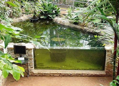 Пруд-аквариум на дачном участке фото