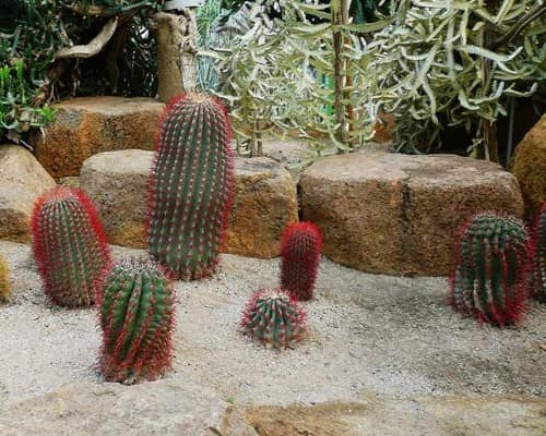Кактусы: растения для мексиканского альпинария из песка