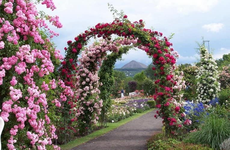 Украшаем сад арками с плестистыми розами: делаем своими руками фото