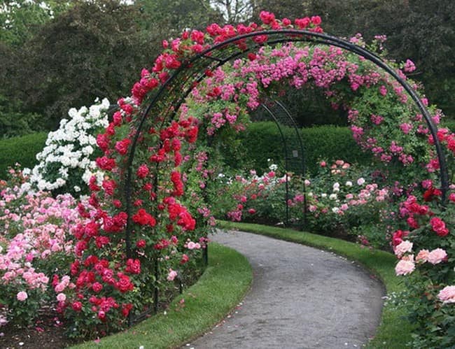 Металлическая садовая арка с розами над дорожкой фото