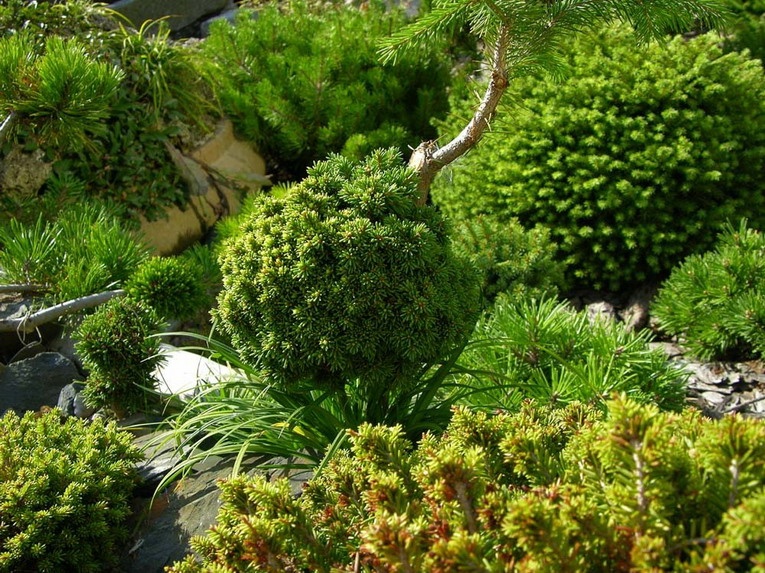 Вечнозеленый сад с использованием хвойных растений для его декора 
