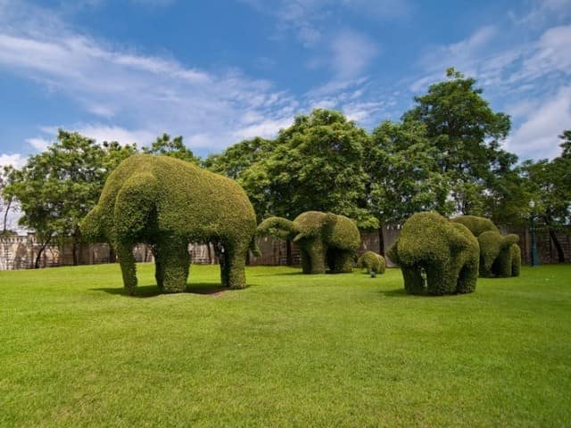 Топиарий - животные. Слоны на лужайке.