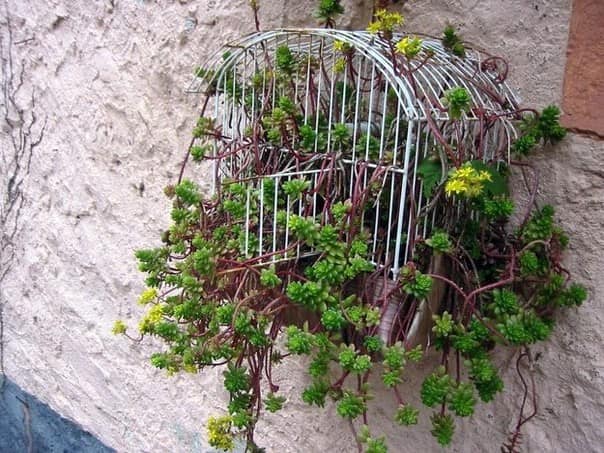 Подвешиваем растения в горшках или клетках - озеленяем стены дома