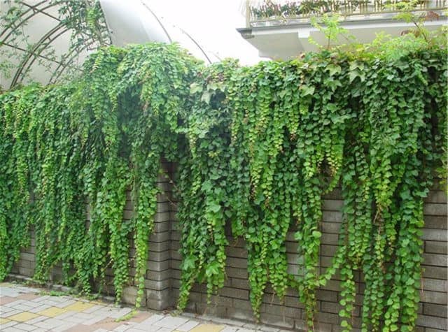 Вертикальное озеленение забора или стены вьющимися растениями
