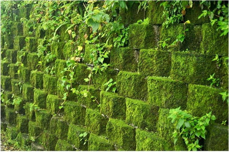 Вертикально озеленение стен мхом и растениями своими руками фото