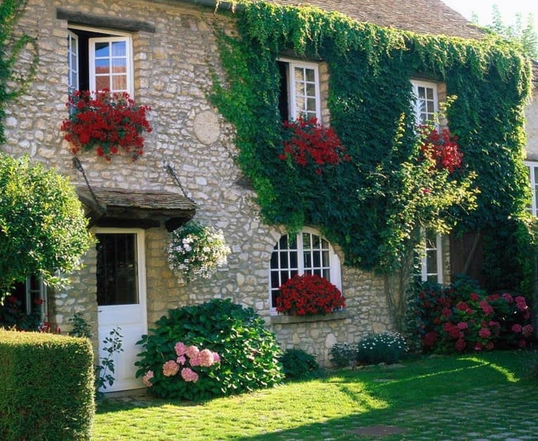 Вертикальное озеленение стен: вьющиеся растения и цветы в горшках и на подоконниках