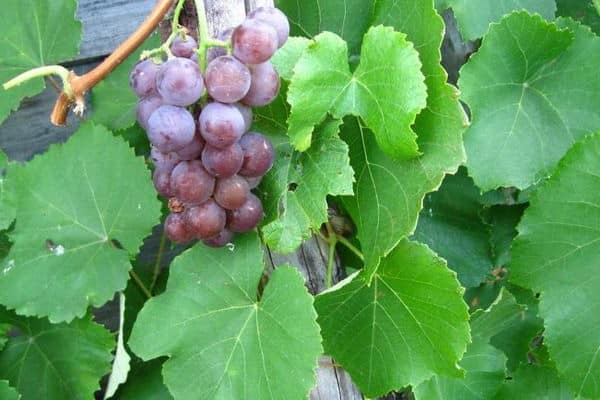 Вертикально озеленение виноградом