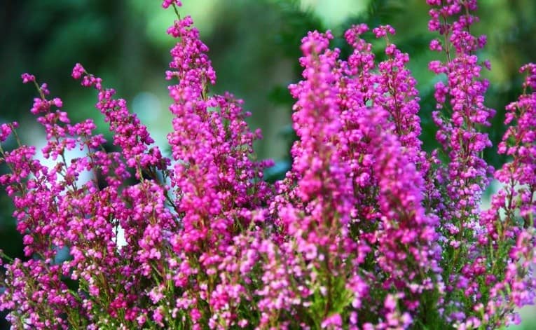 Розовый и фиолетовый вереск для сада осенью