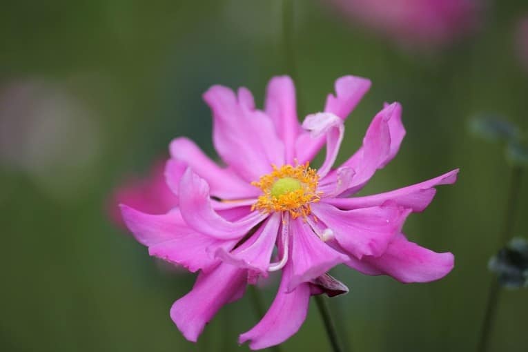 Анемона - прекрасный осенний цветок для декора сада