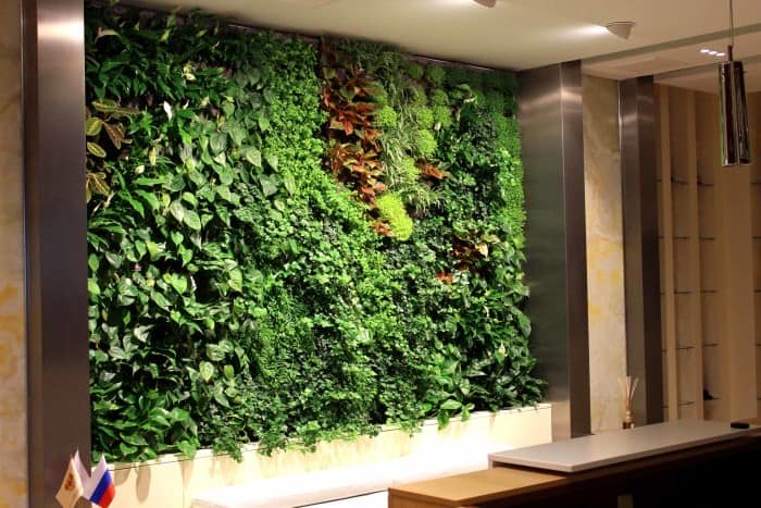 Вертикальное озеленение стен в доме и квартире