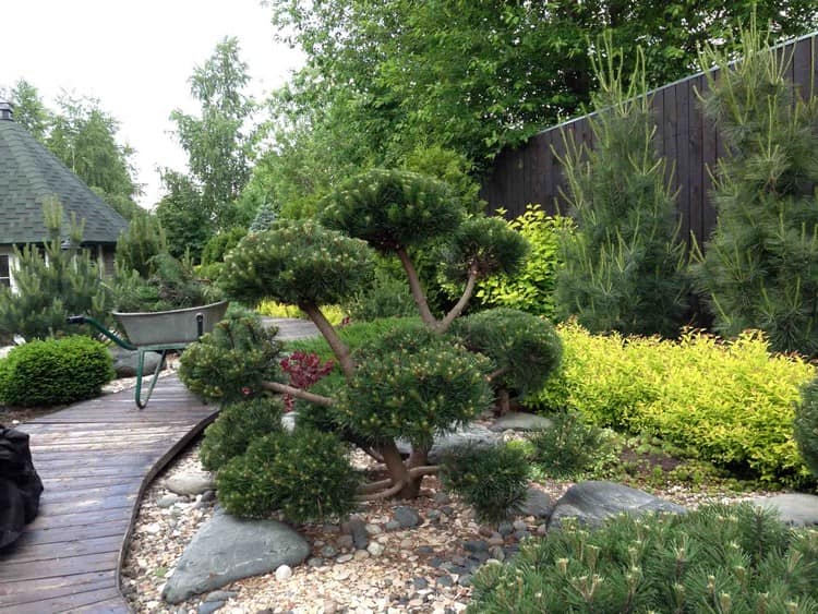 Ниваки и садовый бонсай: кусочек живой Японии в вашем саду (35 фото)